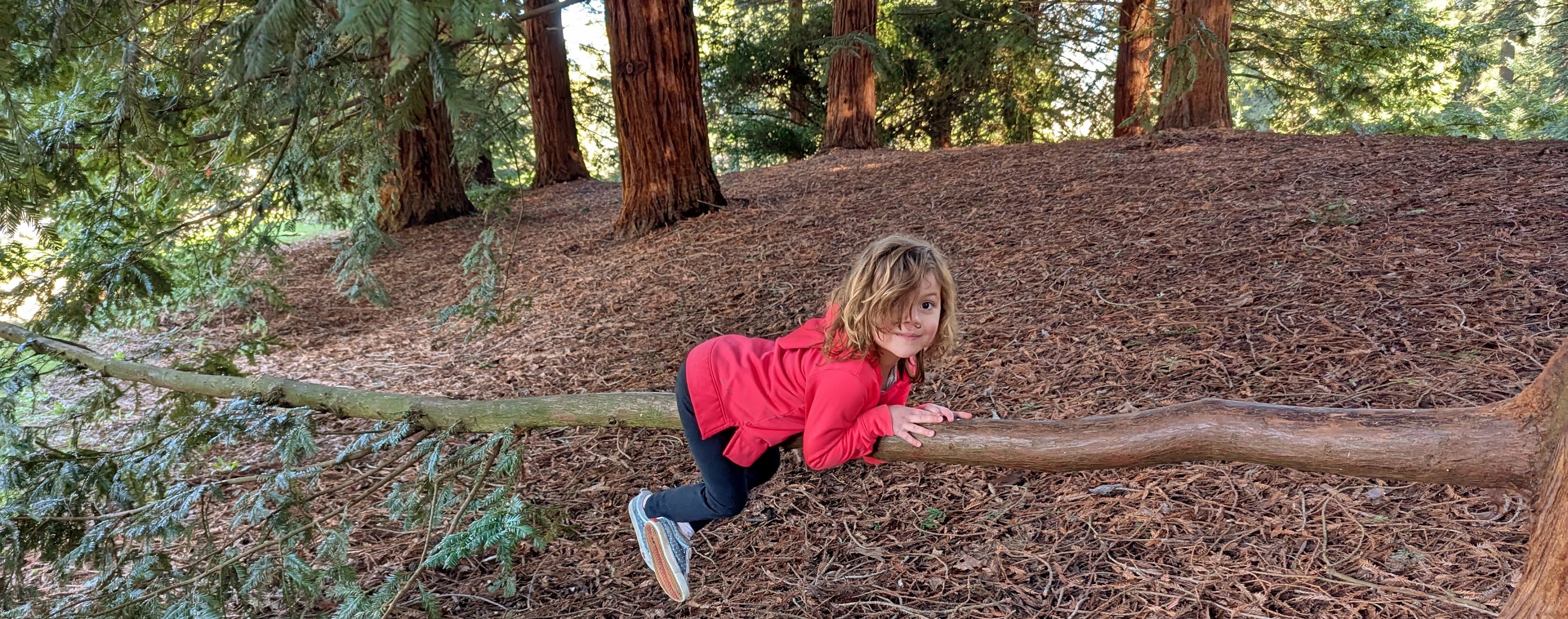 Girl hanging from a tree branch.